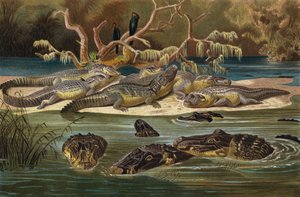 Black Caiman